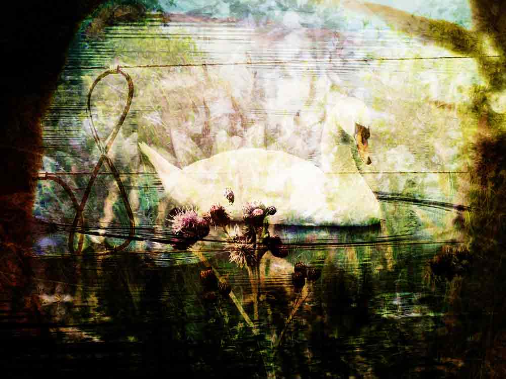 Leda and the Swan, original art by Danish artist Nicole Kudera